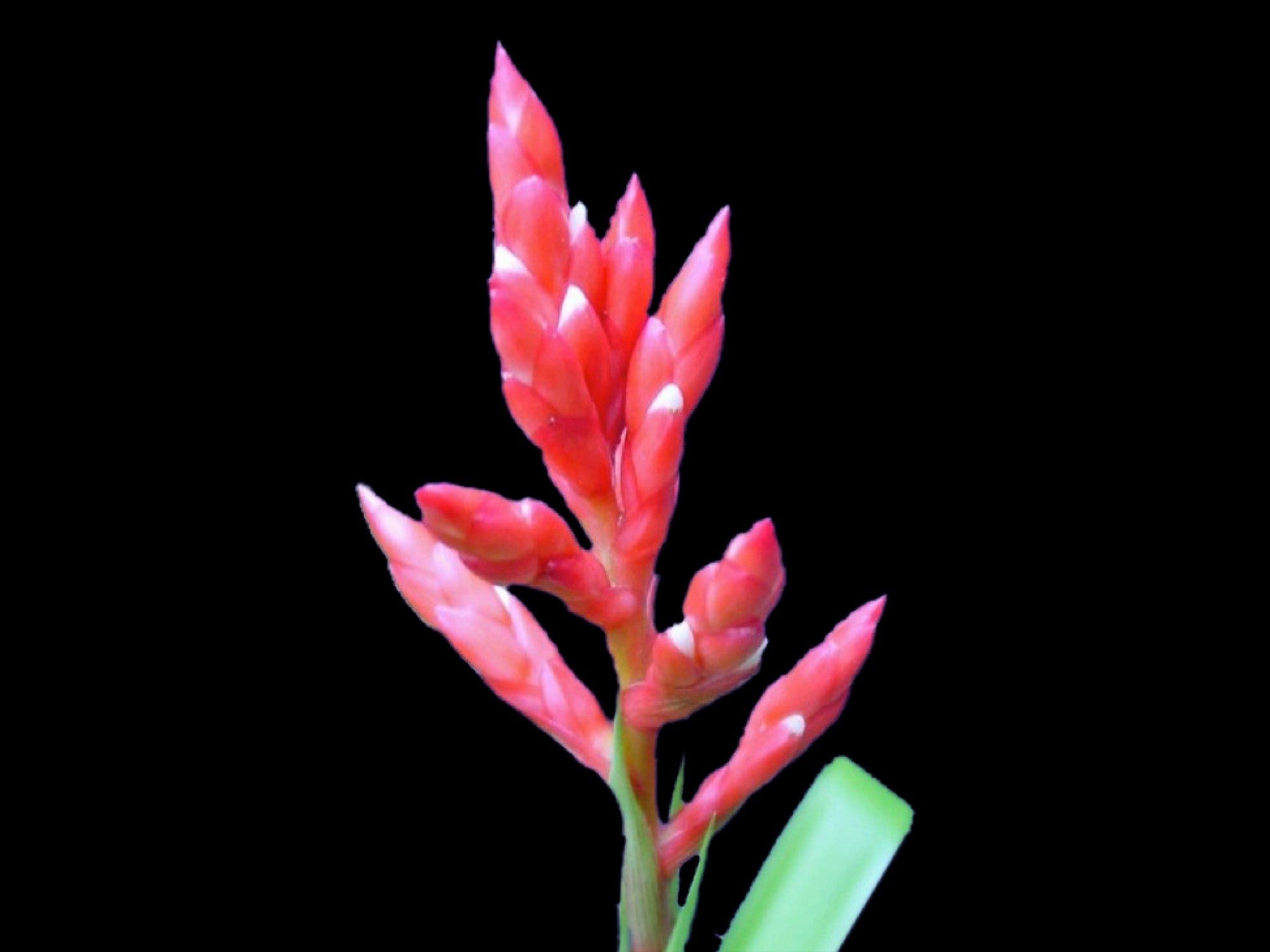 Guzmania loraxiana