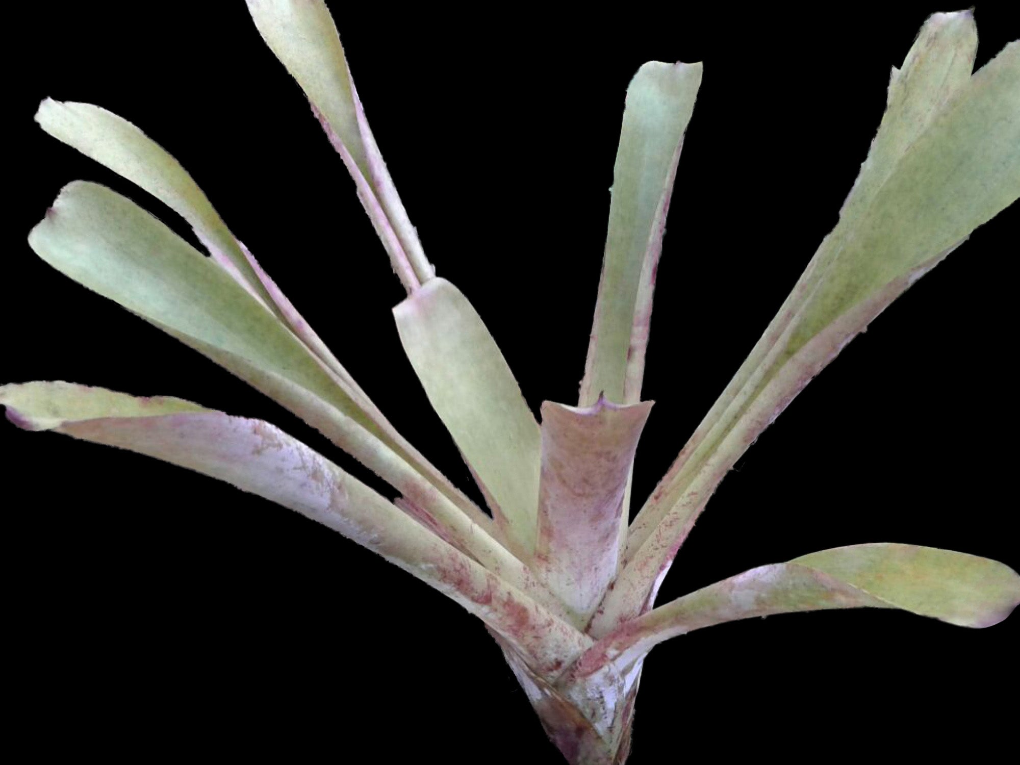 Guzmania pallida