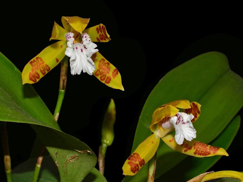 Trichopilia sanguinolenta