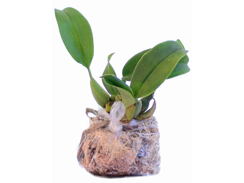 Trichopilia sanguinolenta