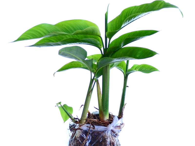 Heliconia latispatha