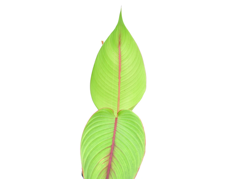 Heliconia reticulata