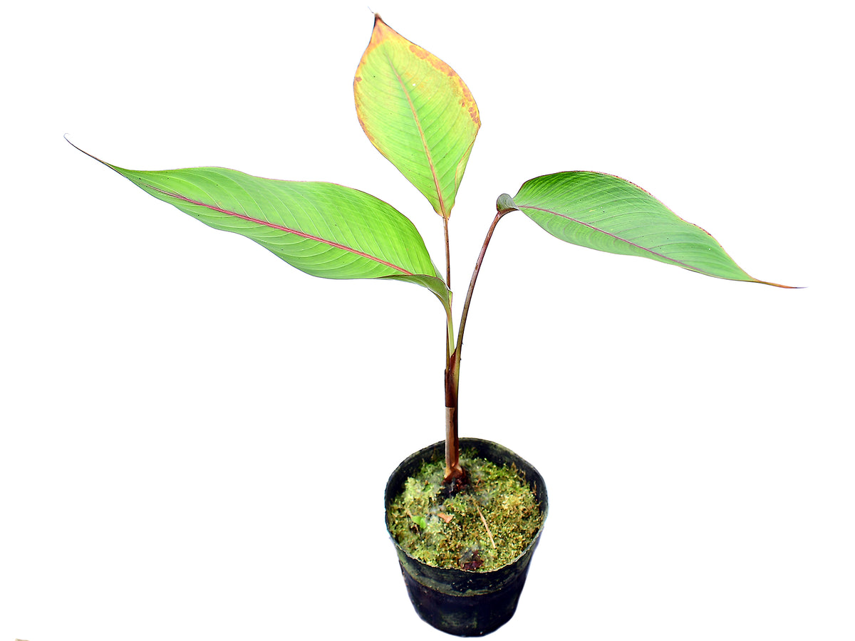 Heliconia reticulata