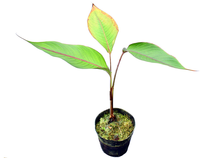 Heliconia reticulata