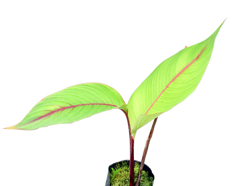 Heliconia reticulata