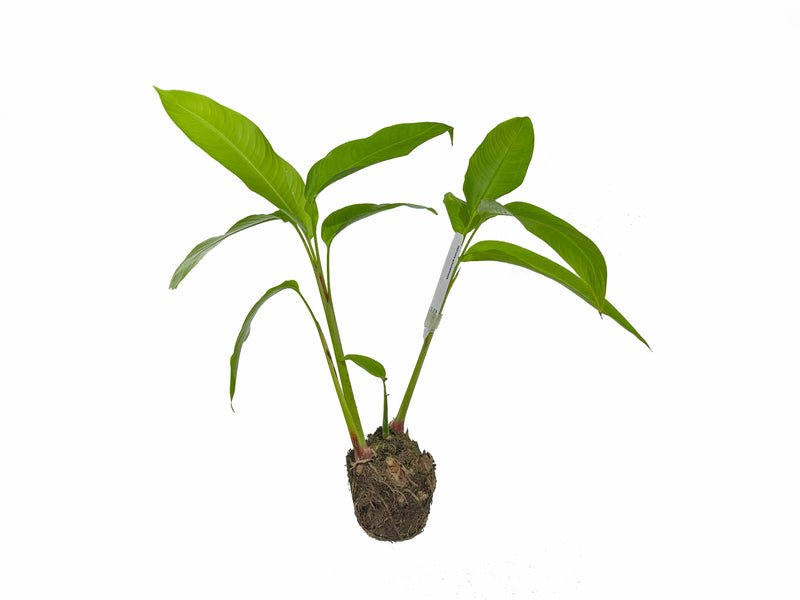 Heliconia schumanniana