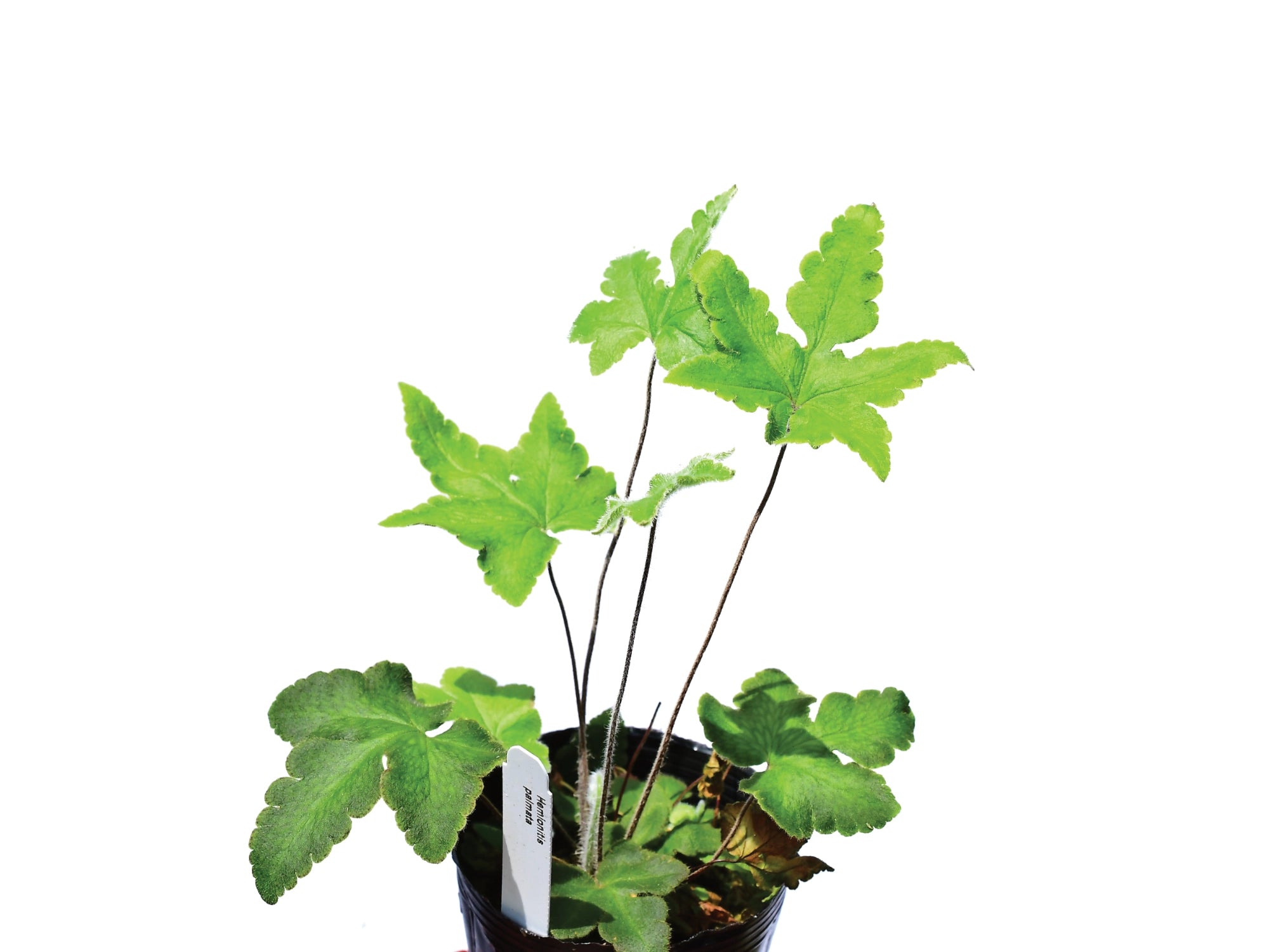 Hemionitis palmata