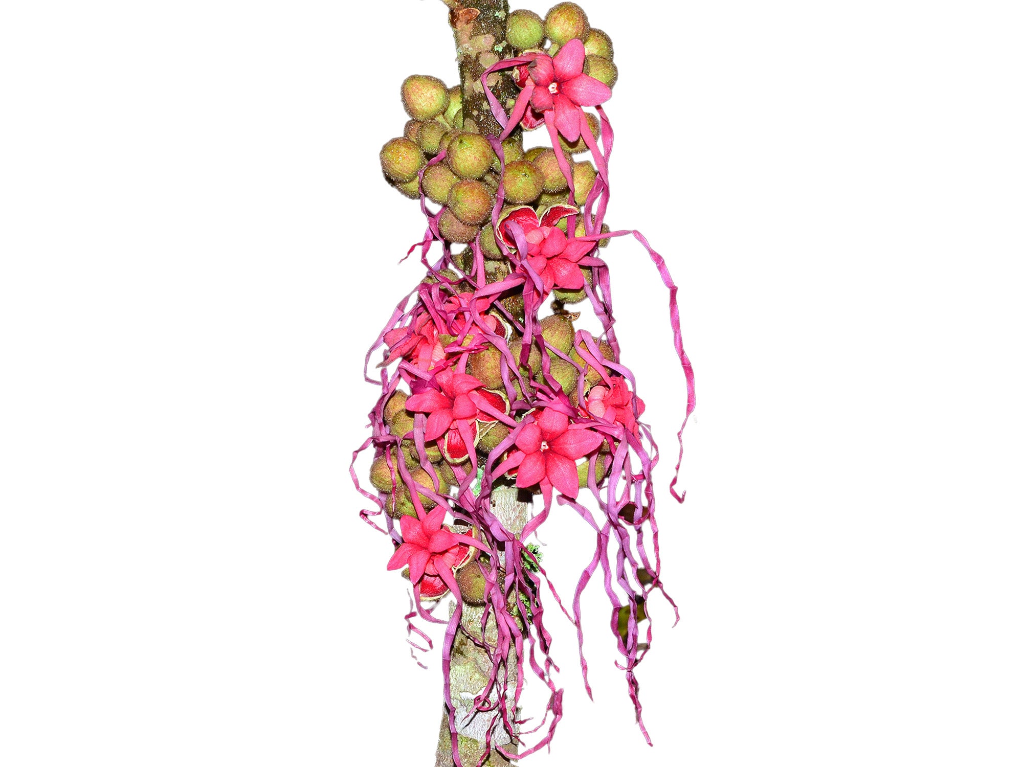 Herrania pulcherrima