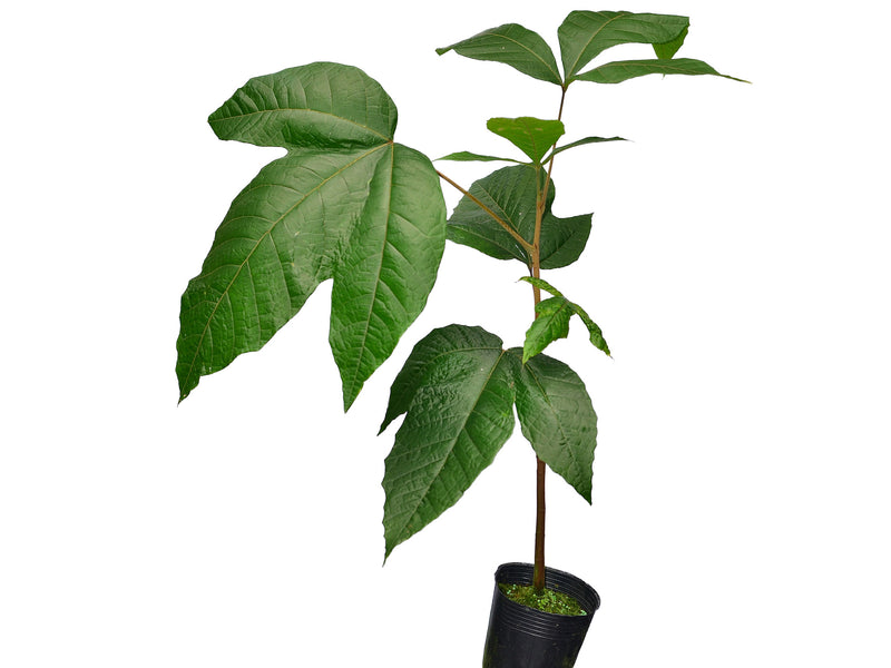 Herrania pulcherrima