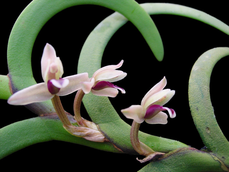 Maxillaria equitans