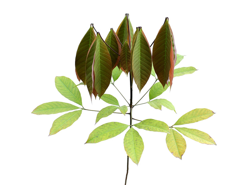 Hevea brasiliensis