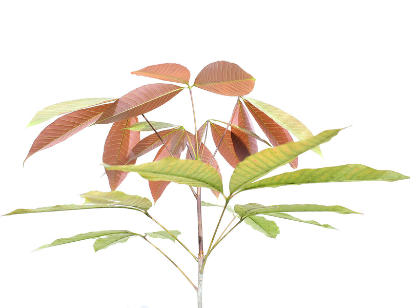 Hevea brasiliensis
