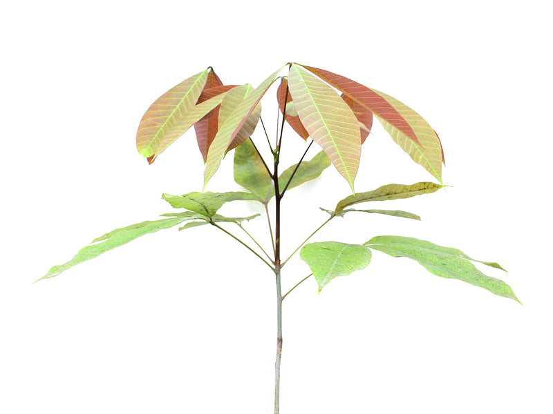 Hevea brasiliensis