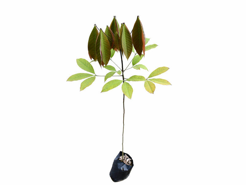 Hevea brasiliensis