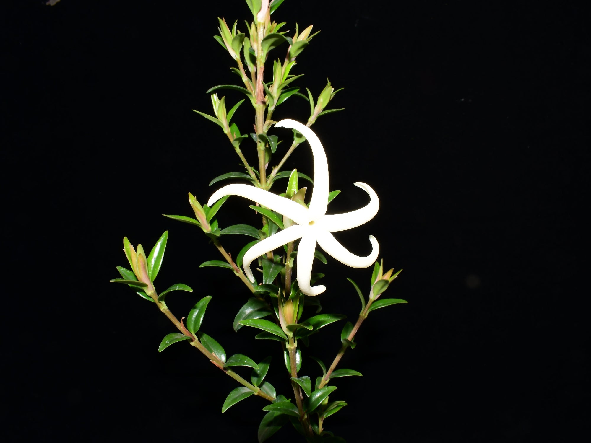 Hillia macbridei