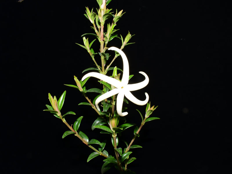 Hillia macbridei