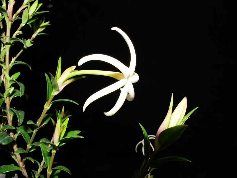 Hillia macbridei