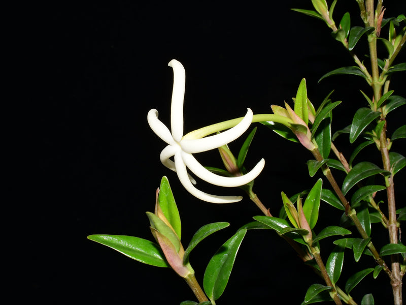 Hillia macbridei