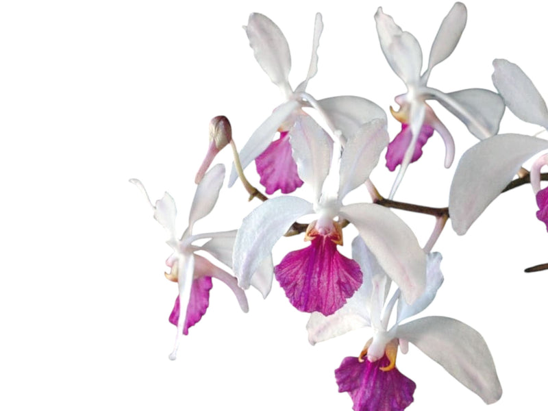 Holcoglossum kimballianum