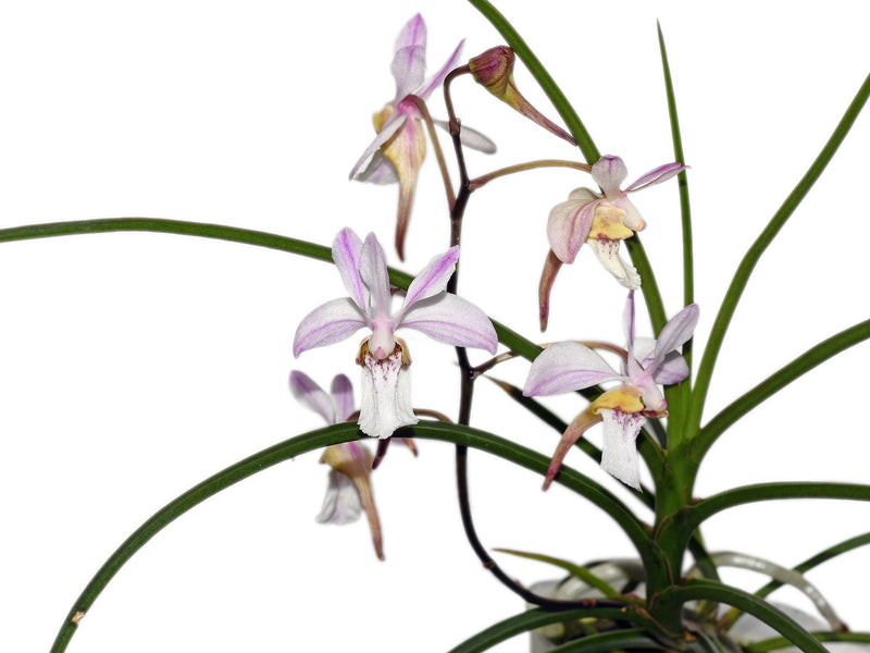 Holcoglossum lingulatum