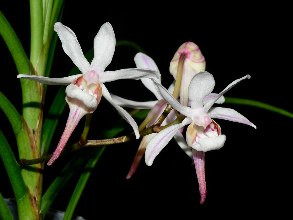 Holcoglossum lingulatum