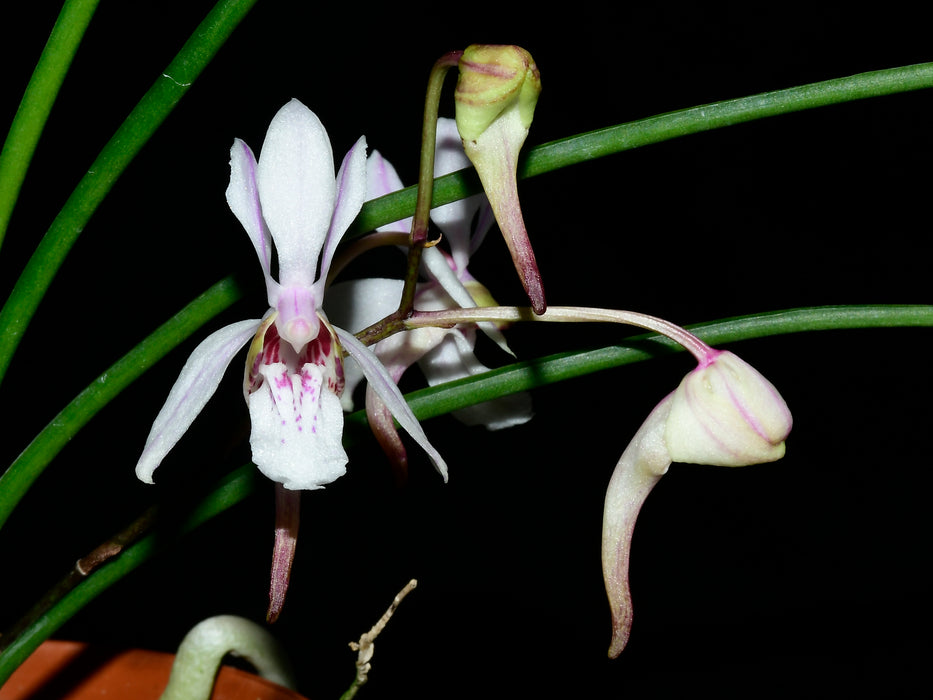 Holcoglossum lingulatum