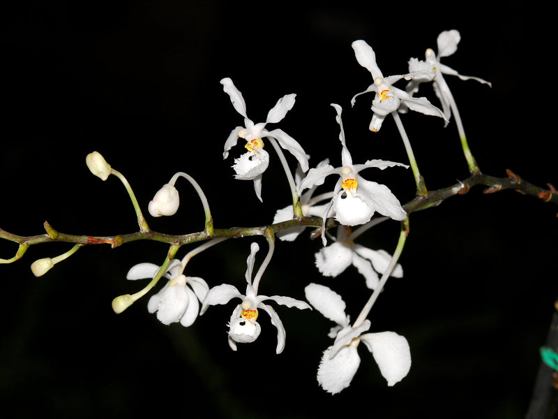 Holcoglossum subulifolium