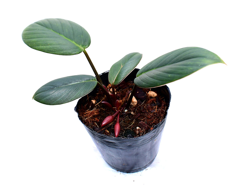 Homalomena Pigskin Black