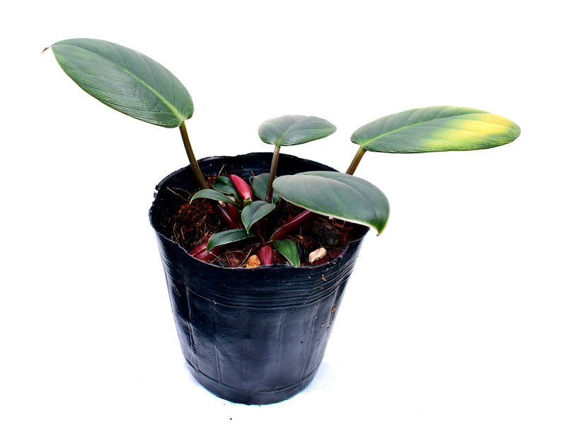 Homalomena Pigskin Black