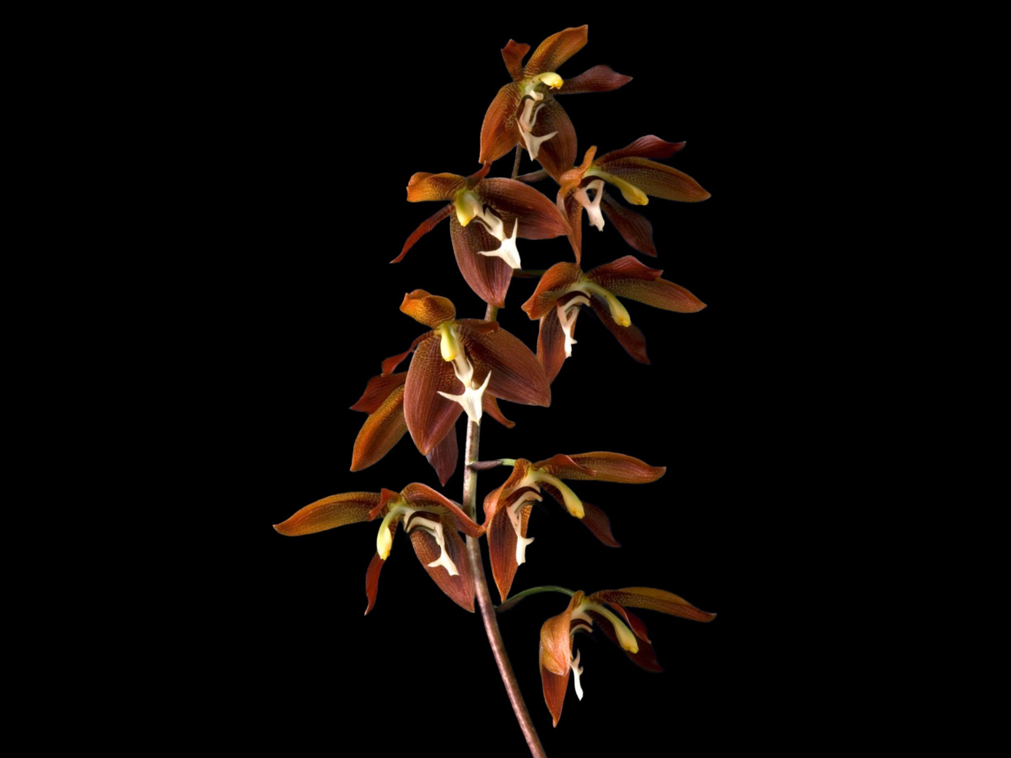 Houlletia odoratissima