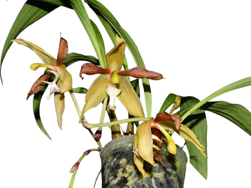 Houllinia Alex Hirtz