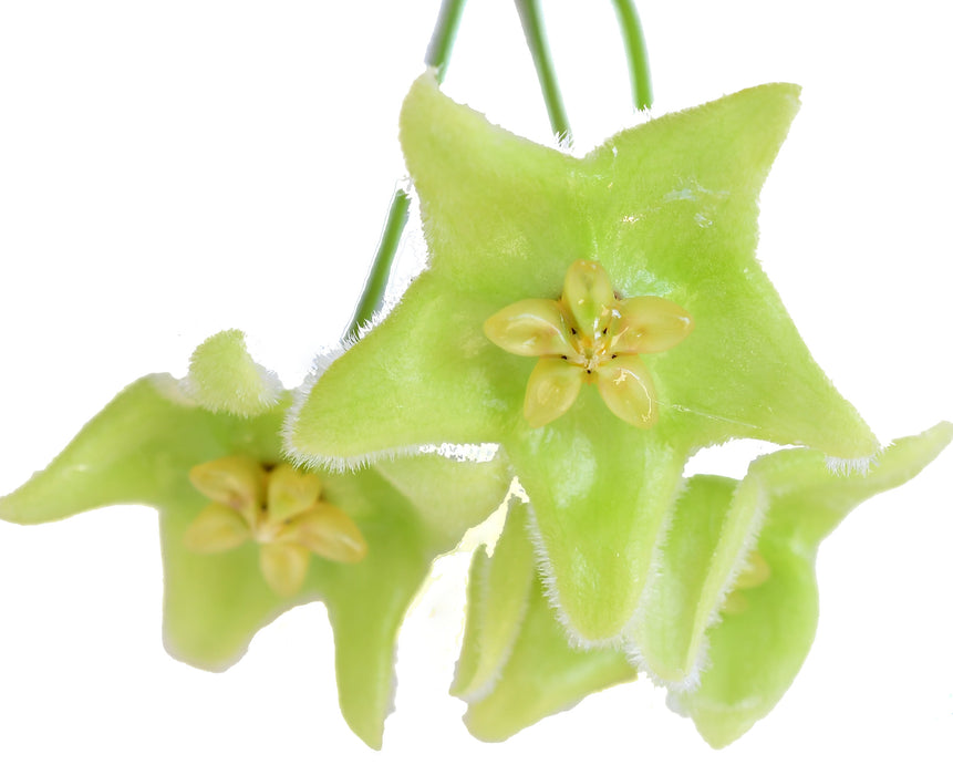 Hoya chlorantha