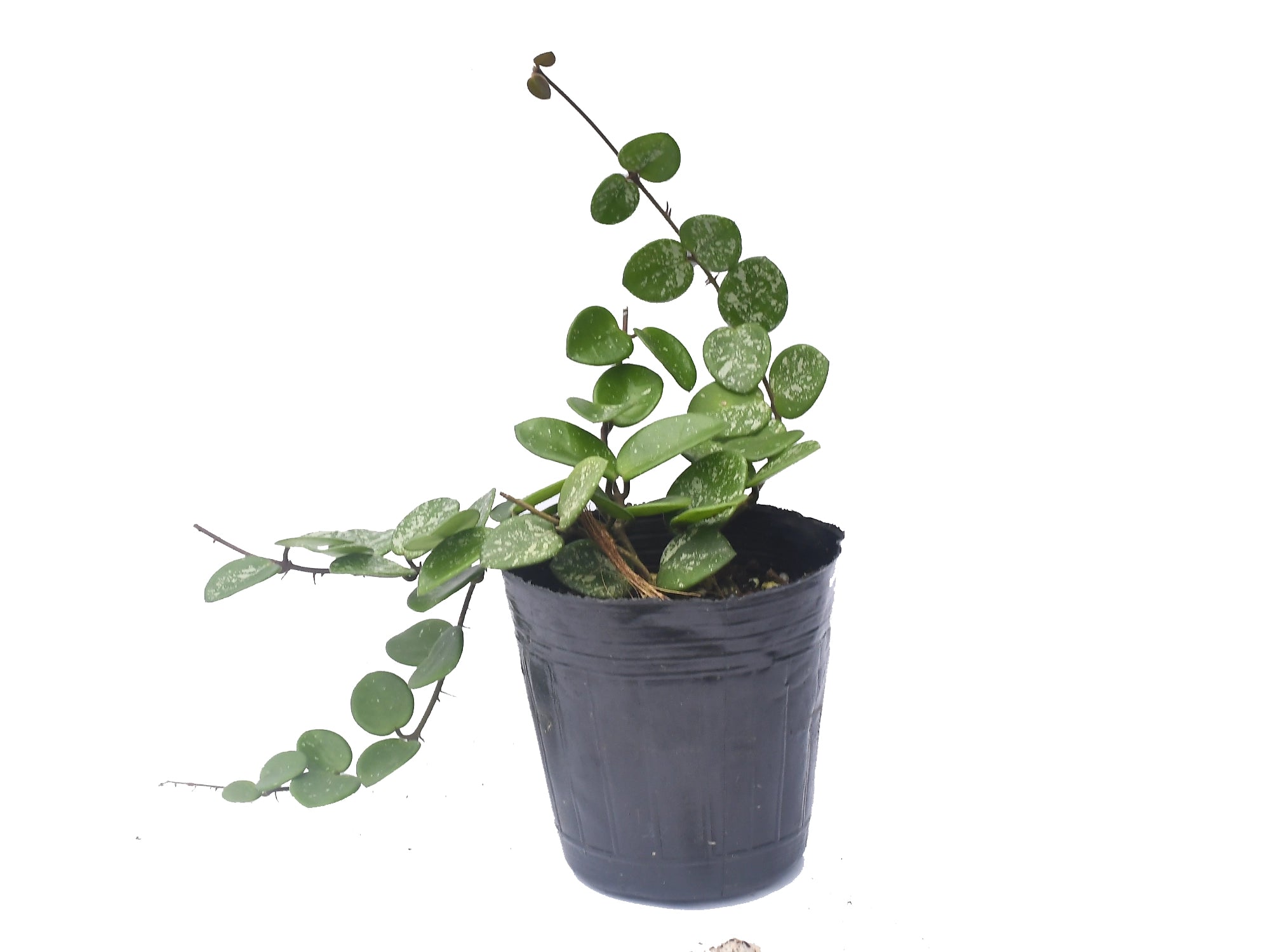 Hoya Mathilde splash leaf