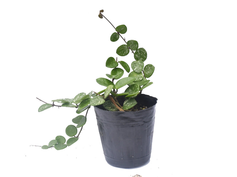 Hoya Mathilde splash leaf