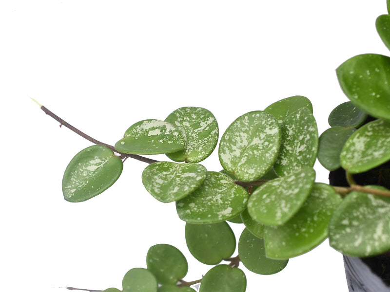 Hoya Mathilde splash leaf