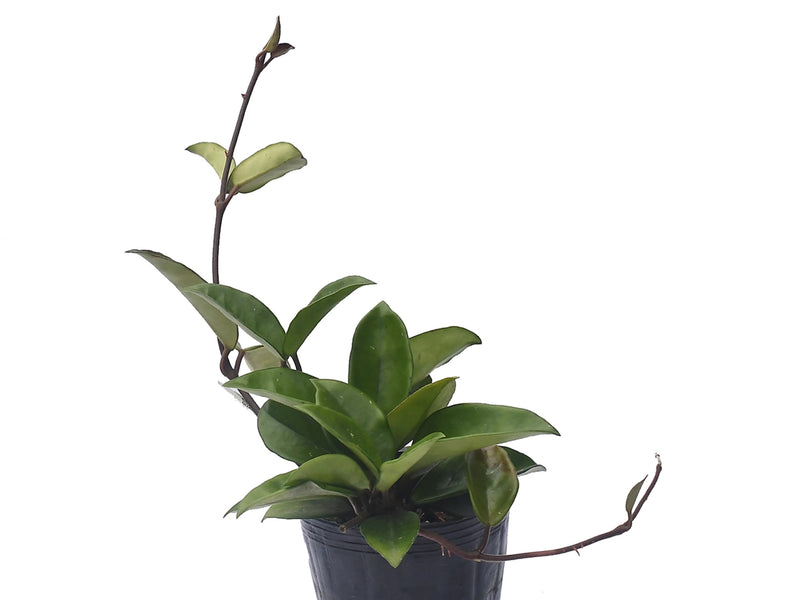 Hoya acuta variegated big leaves