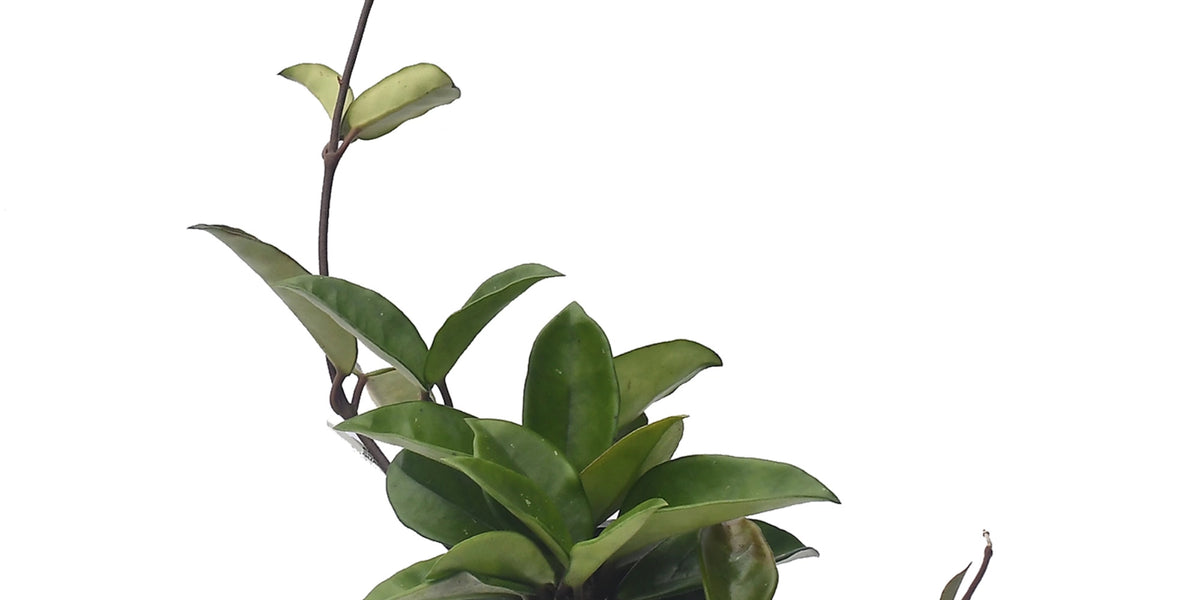 Hoya acuta variegated big leaves — Ecuagenera Orquídeas del Ecuador