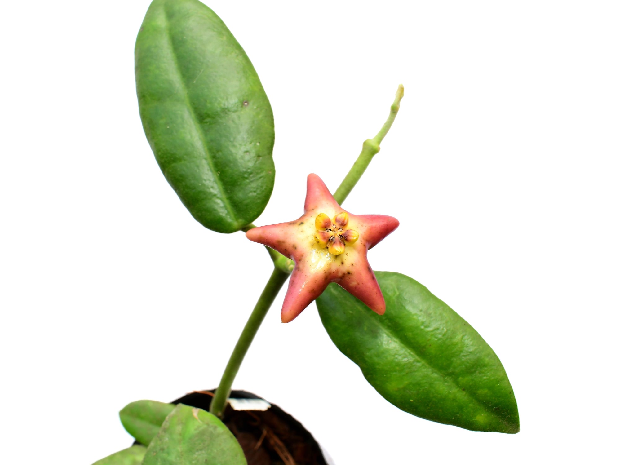 Hoya affinis