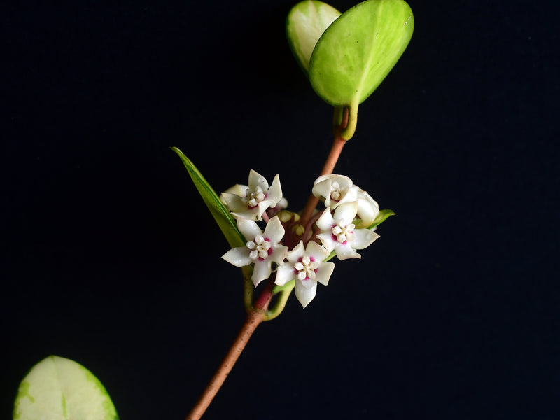 Hoya archboldiana 'albomarginata'