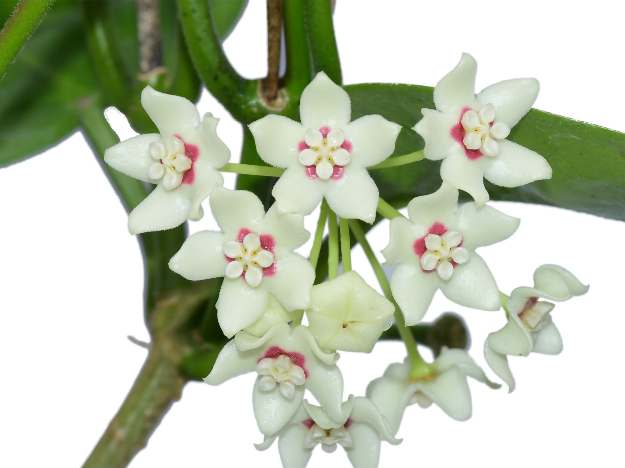 Hoya australis