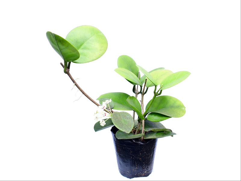 Hoya australis