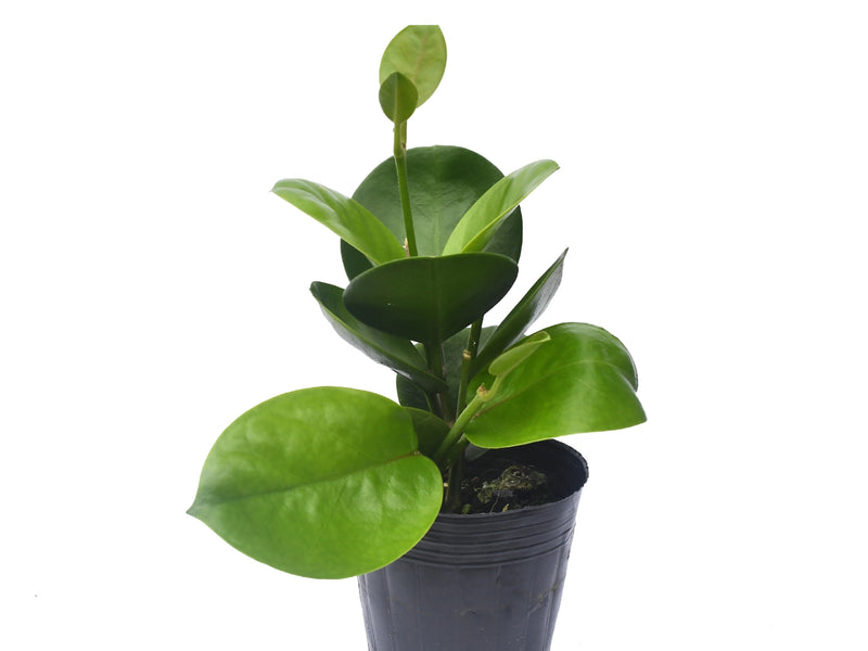 Hoya australis ssp australis