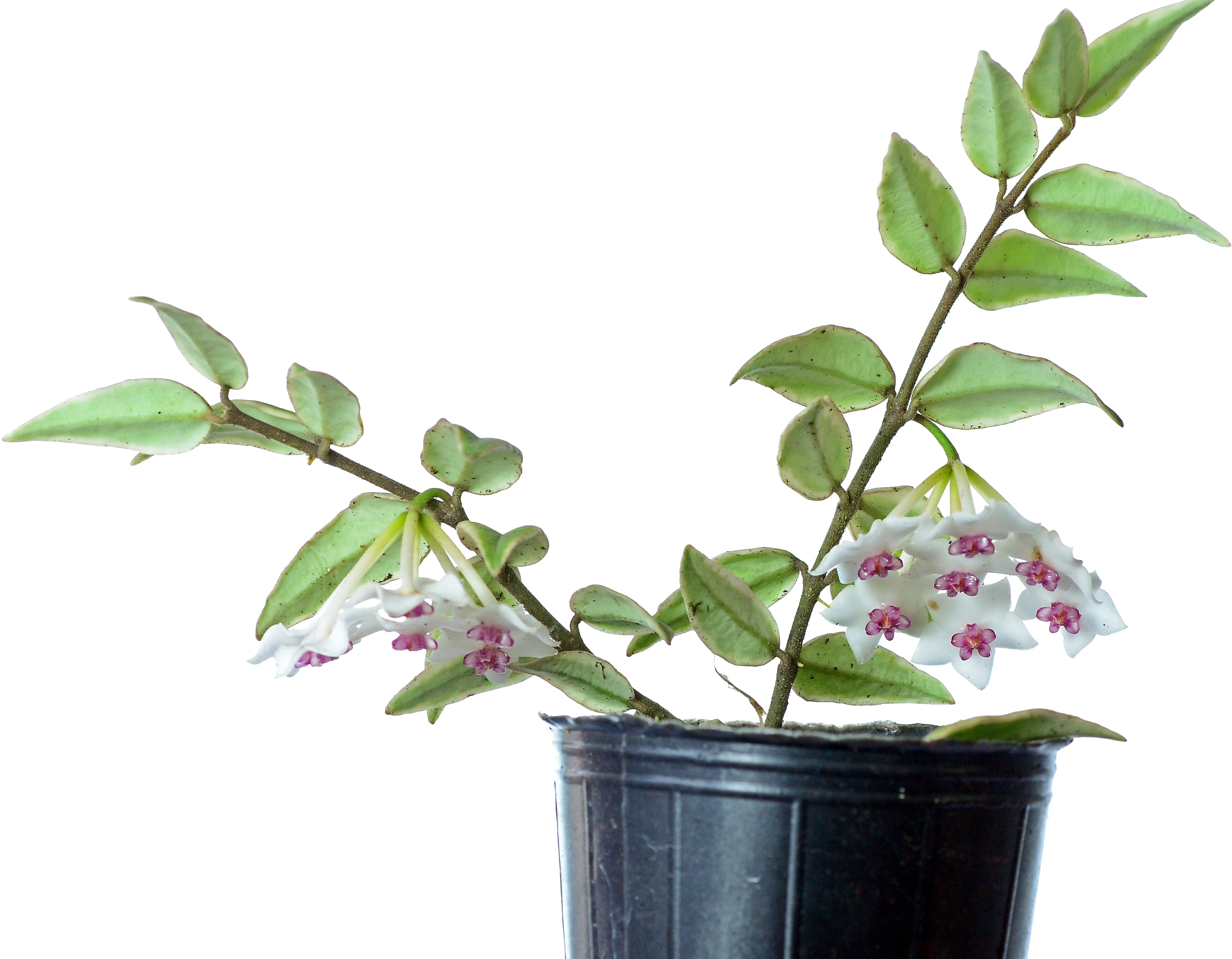 Hoya bella