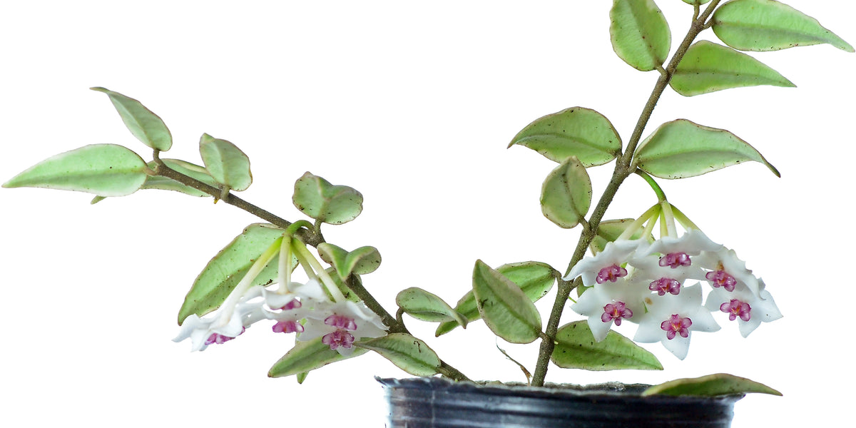 Hoya bella