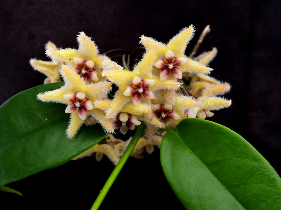 Hoya buotii 'sunriser'