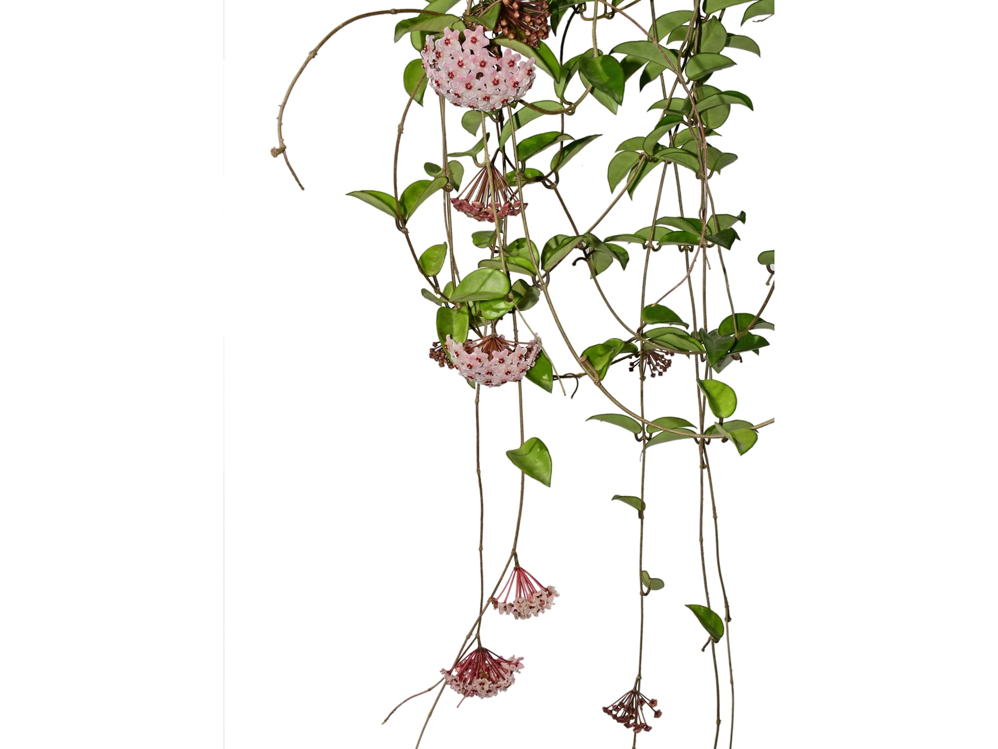 Hoya carnosa