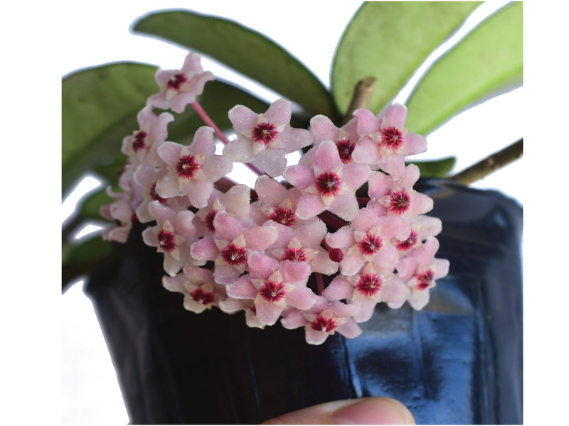 Hoya carnosa