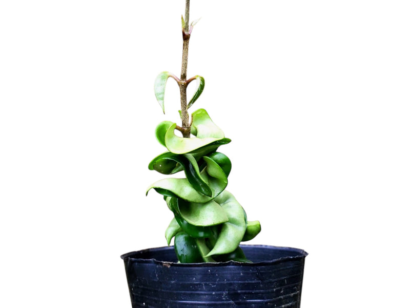 Hoya carnosa 'Compacta'