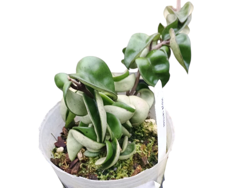 Hoya carnosa 'Compacta'