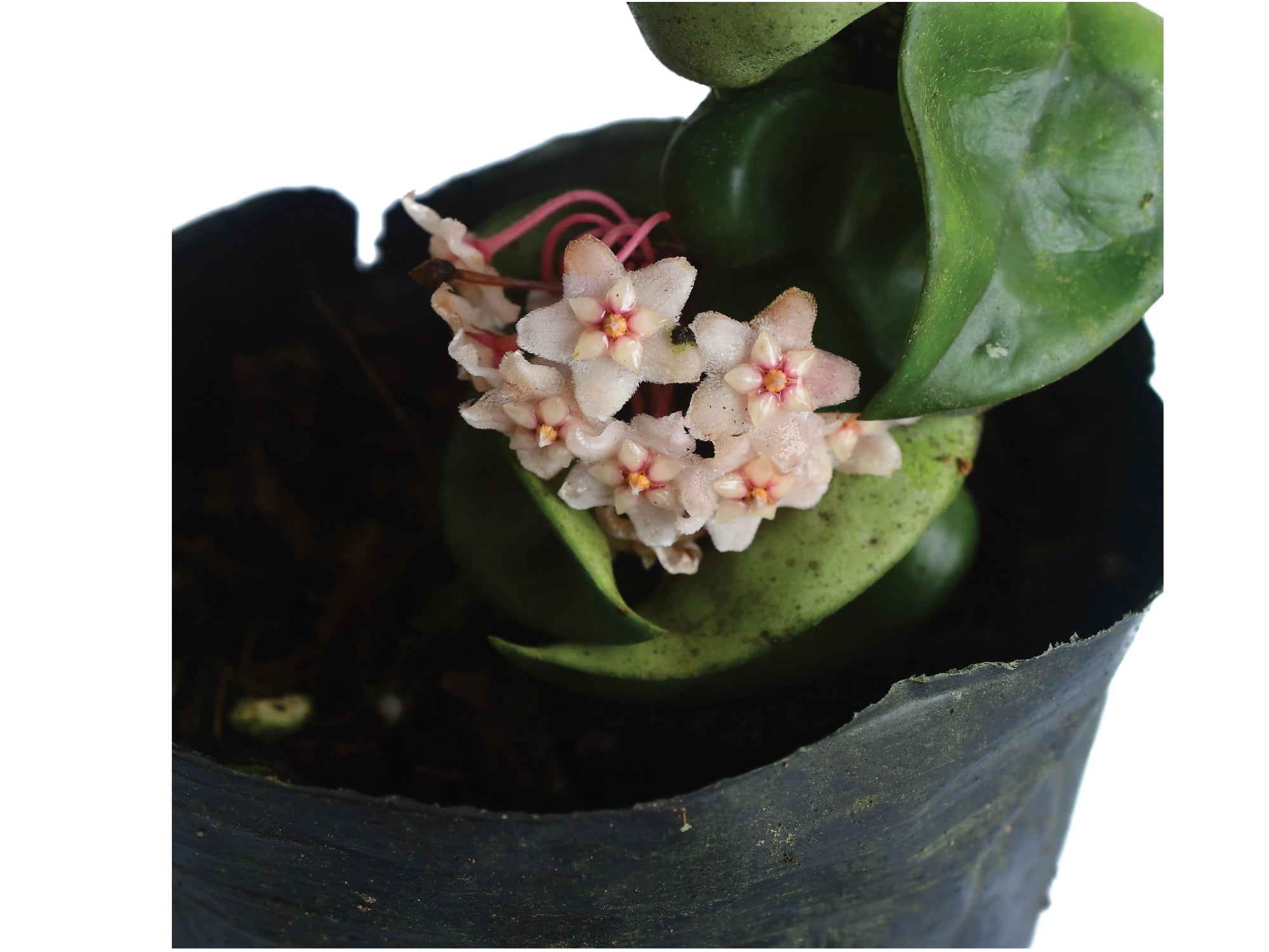 Hoya carnosa 'New'